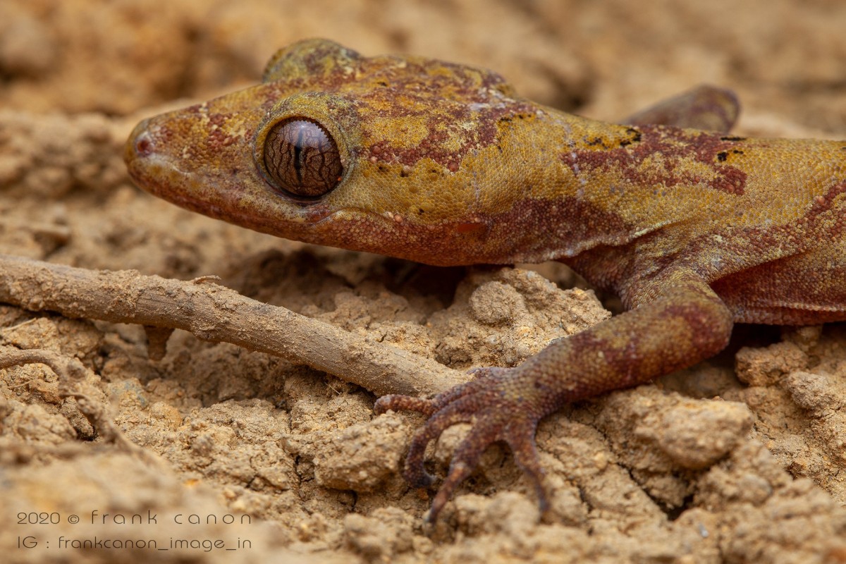 Cyrtodactylus subsolanus Batuwita & Bahir, 2005